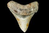 Fossil Megalodon Tooth - North Carolina #109038-1
